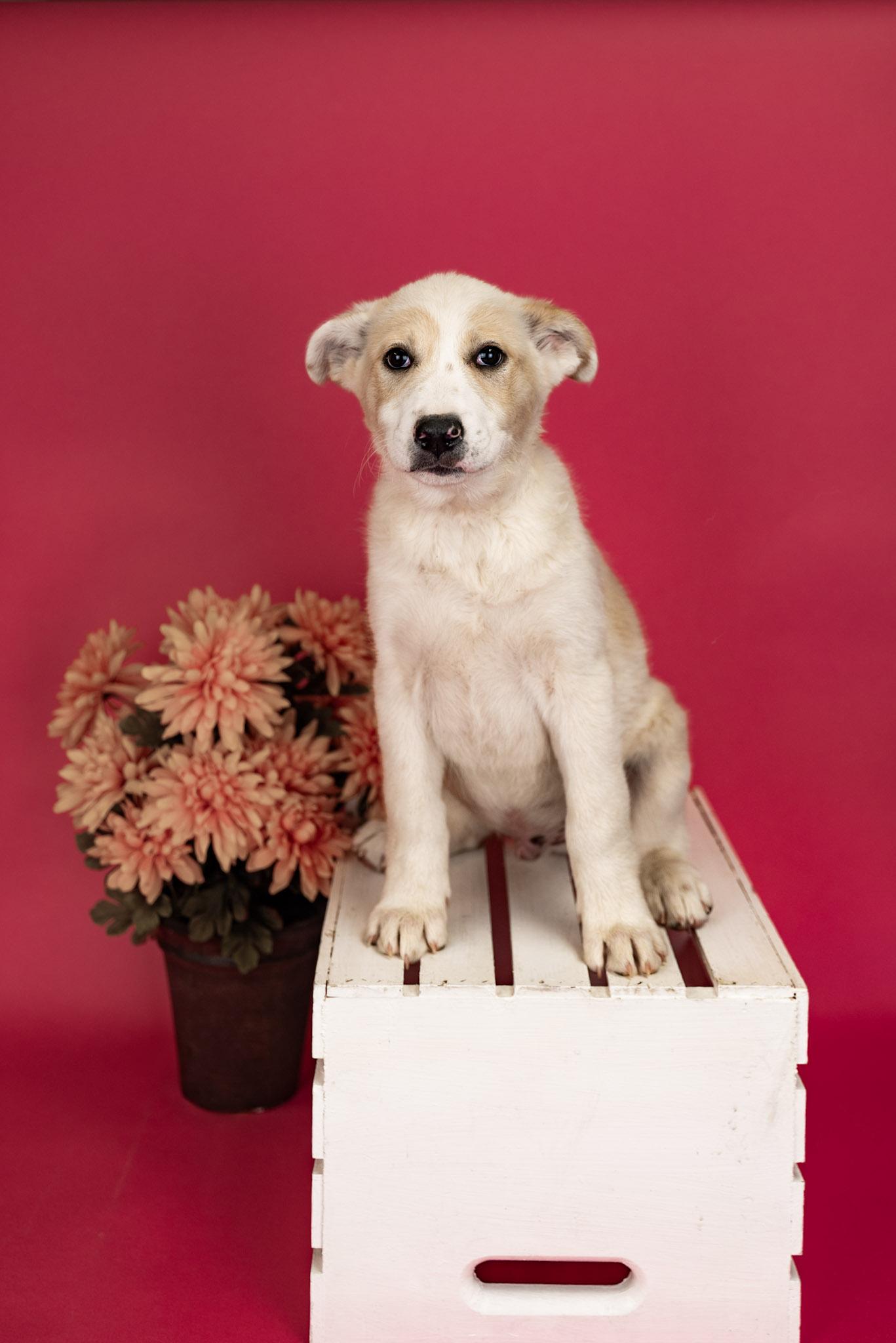 Enlarge 200-26, a ADOPTABLE mixed breed in Brighton, CO image 1/1