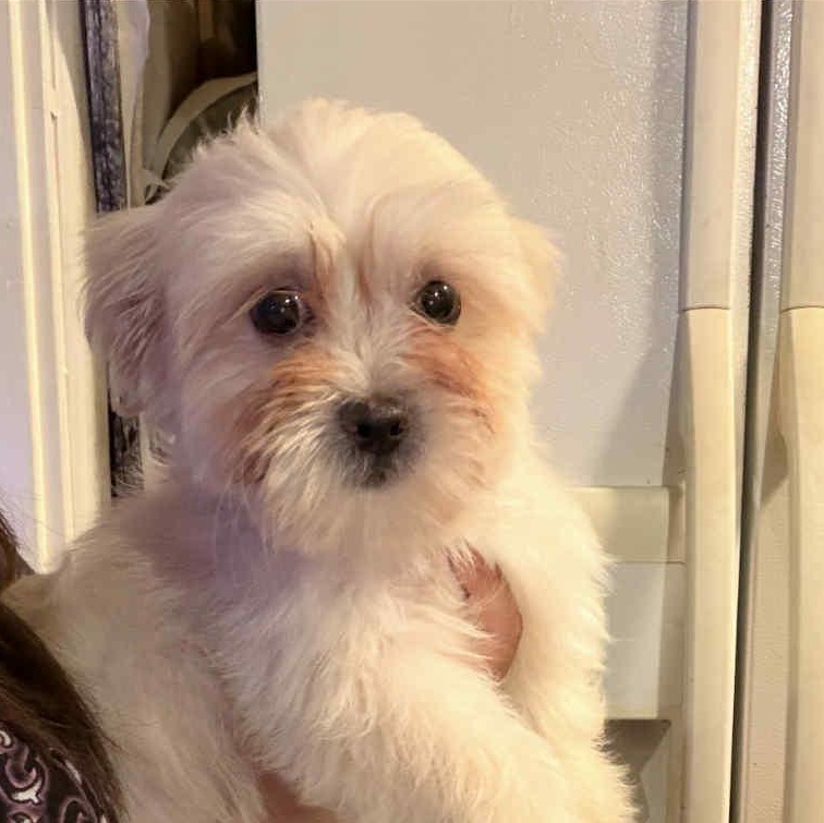 Oatie, ADOPTABLE, Puppy Male Malshi.