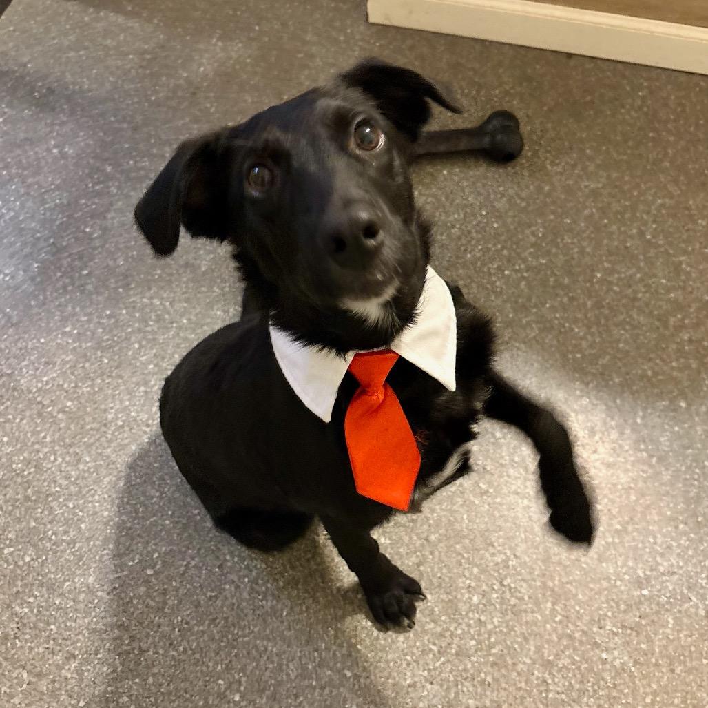 Nodin, Adoptable, Puppy Male Labrador Retriever & Mixed Breed.