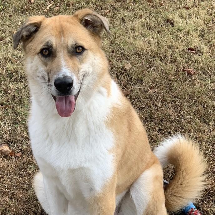 Jax, Adult Male unknown