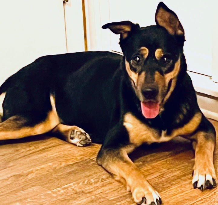 Abby, an adoptable German Shepherd Dog in woodland hills, CA, 91364 | Photo Image 1