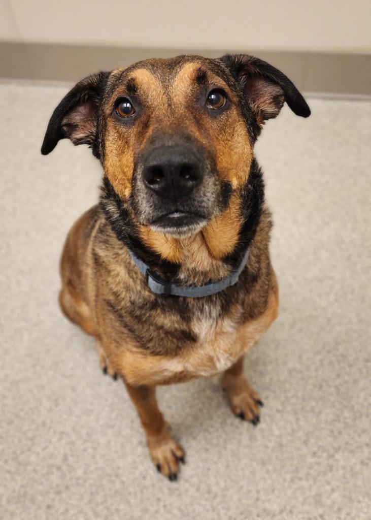 Enlarge Aries, a Adoptable German Shepherd Dog in Superior, WI image 1/1