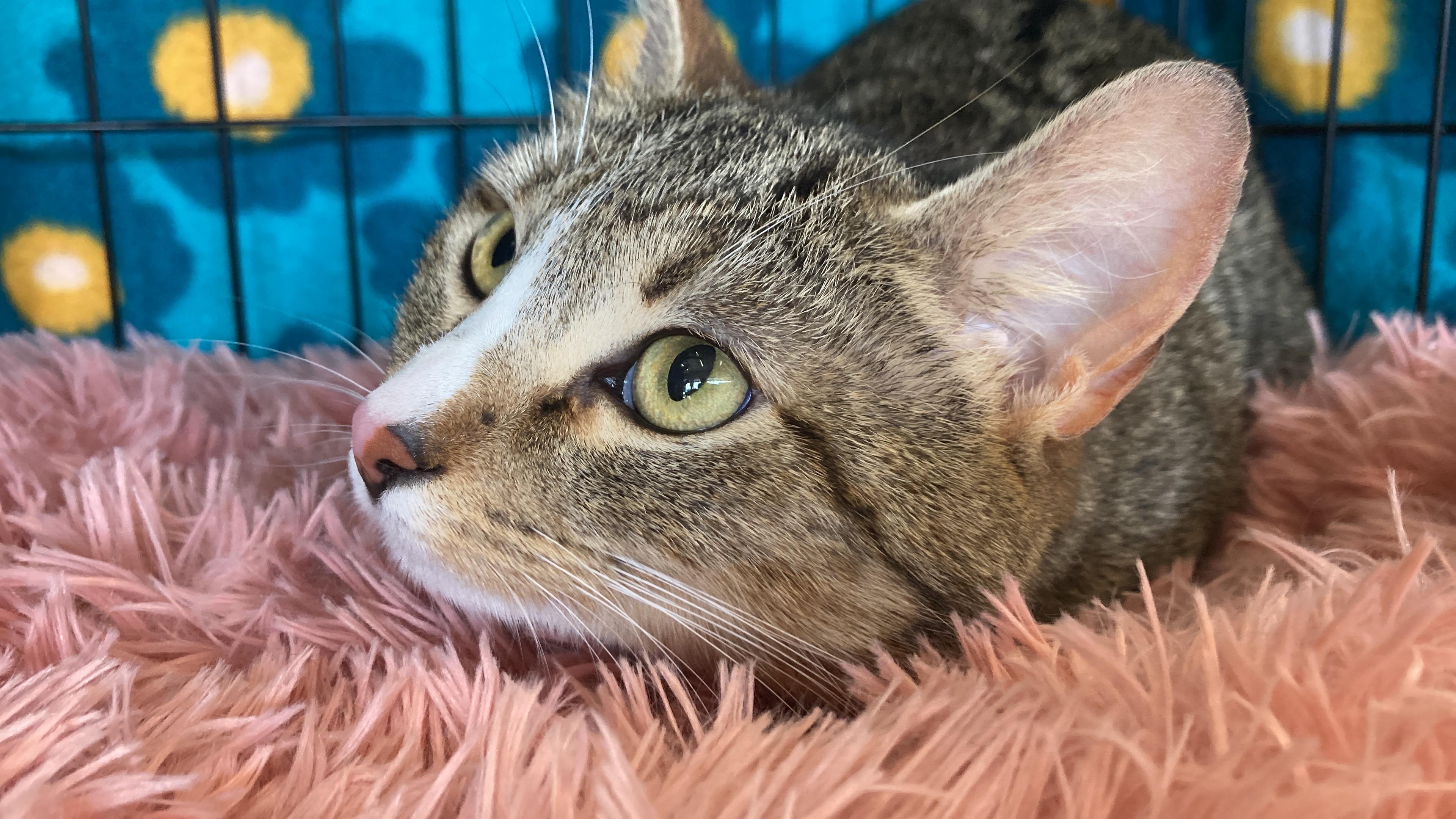 Rizzo, an adoption pending Tabby in Springfield, OR image 2/6