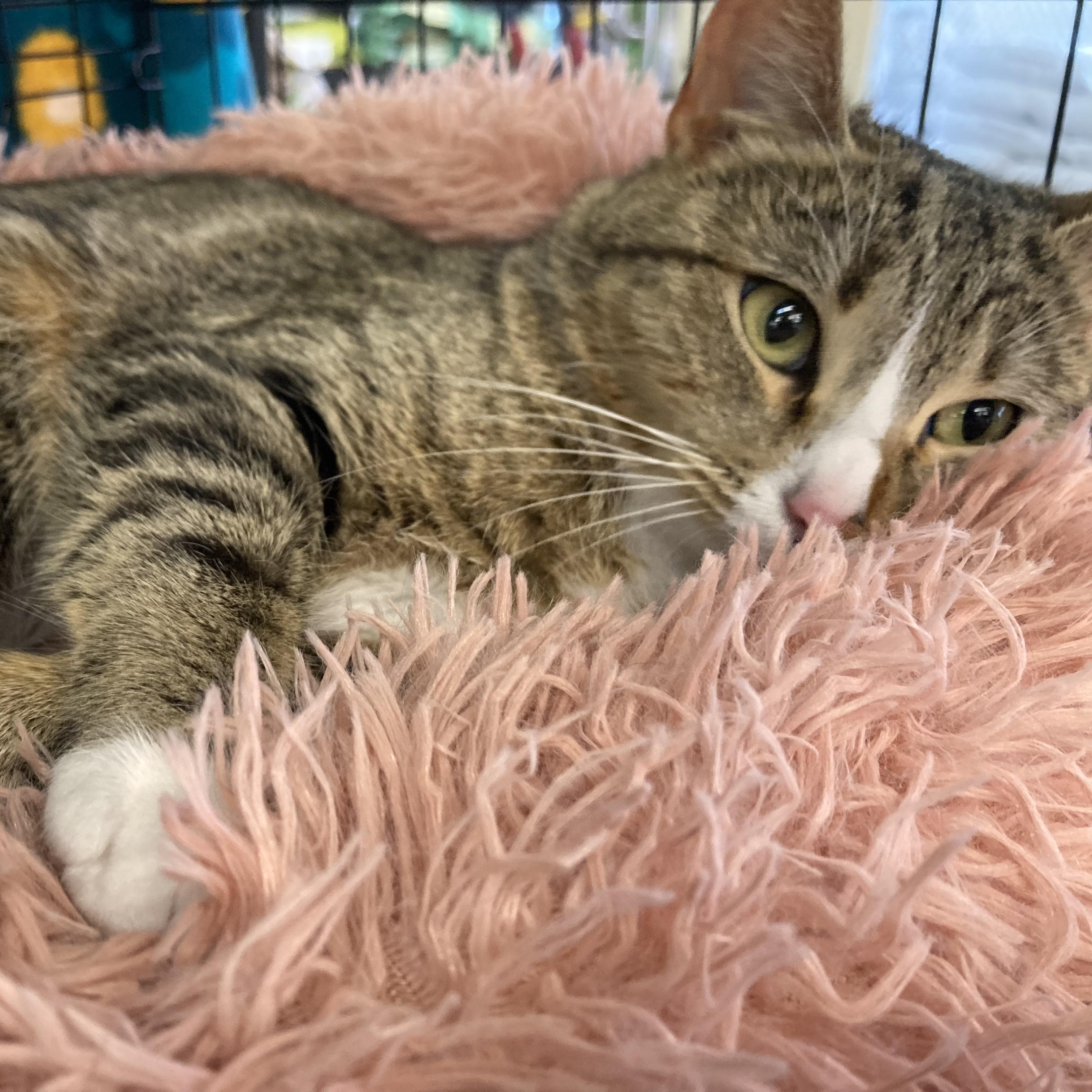 Rizzo, an adoption pending Tabby in Springfield, OR image 3/6