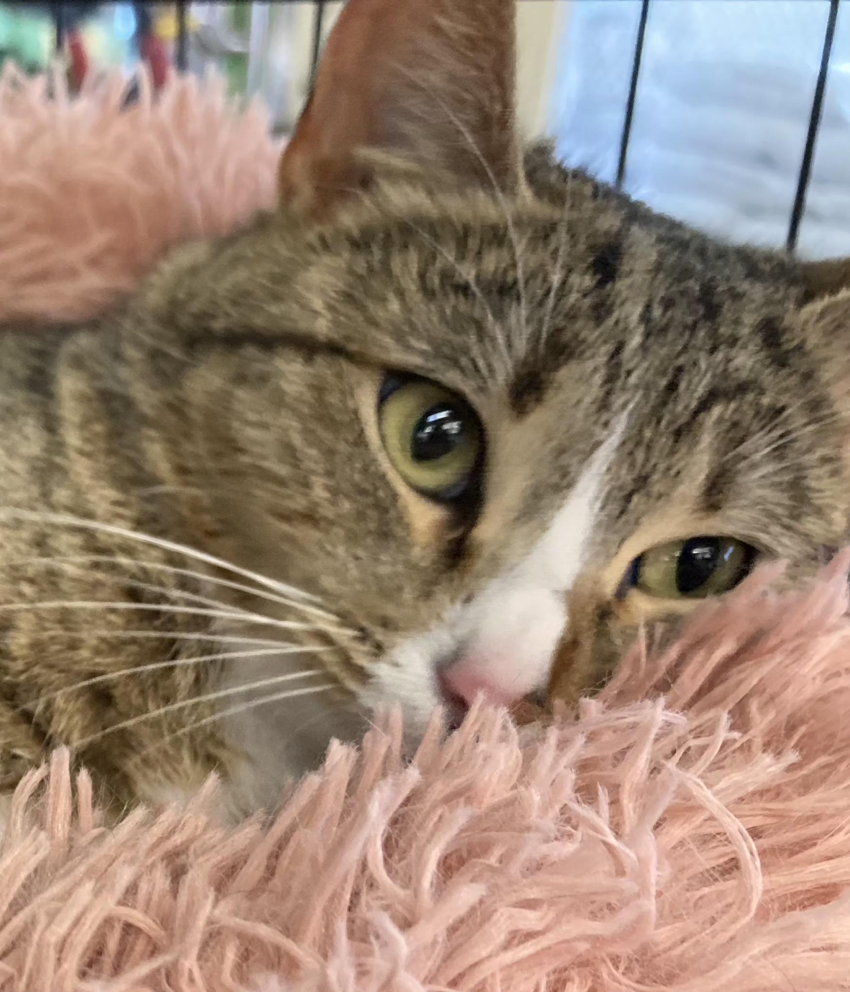 Rizzo, an adoption pending Tabby in Springfield, OR image 1/6