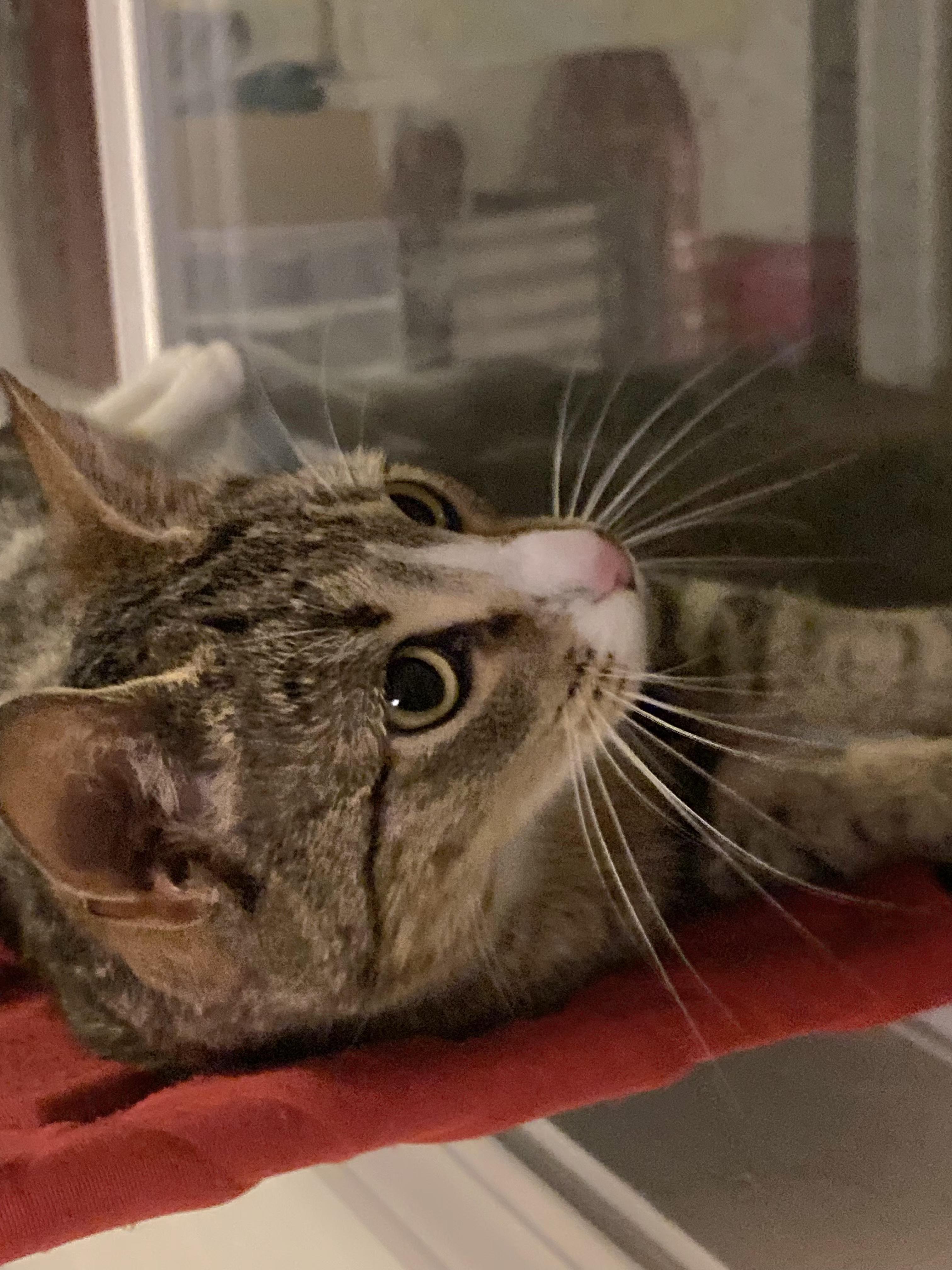 Rizzo, an adoption pending Tabby in Springfield, OR image 6/6