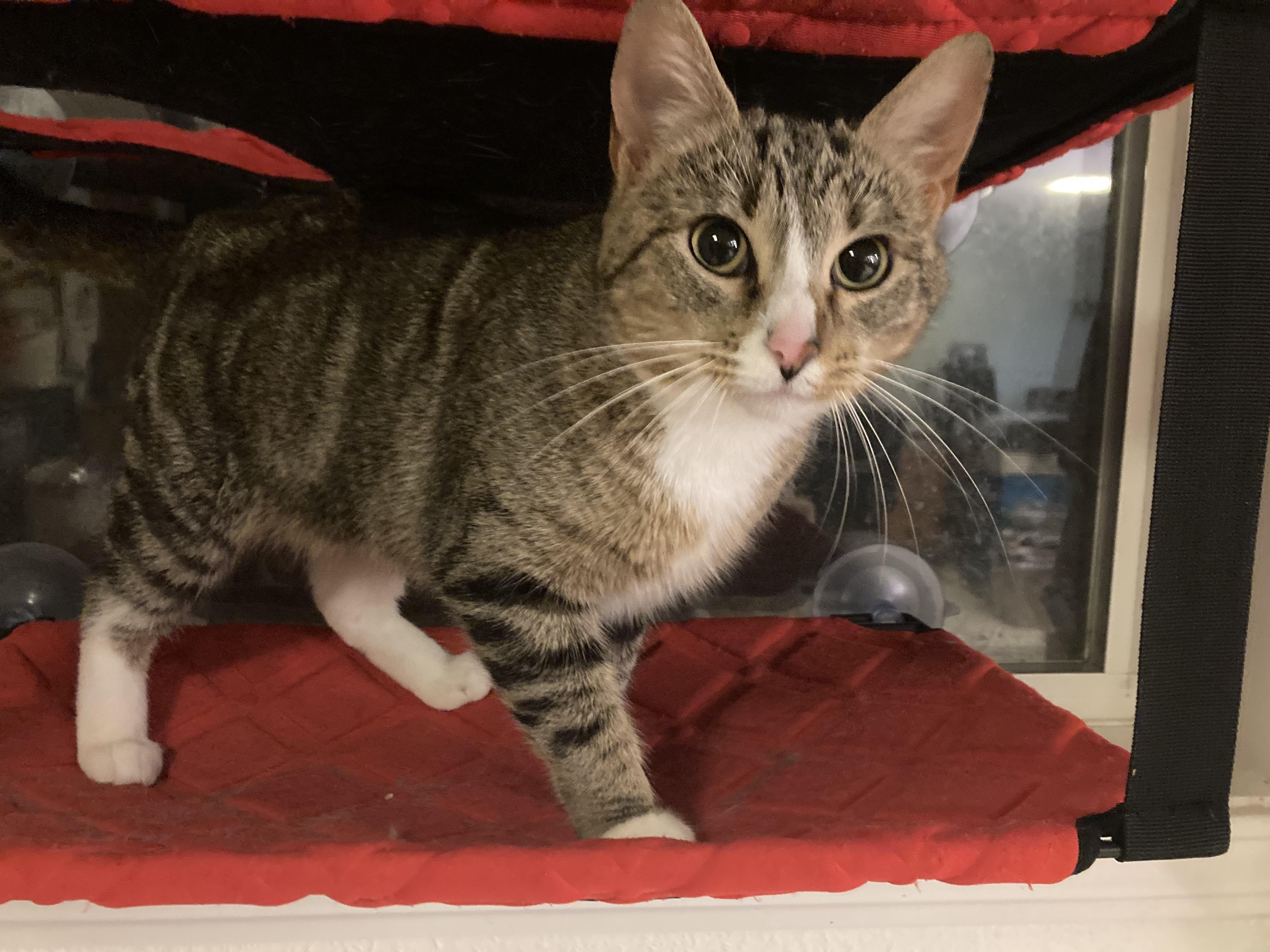 Rizzo, Adoptable, Young Female Tabby.