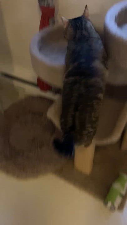 Enlarge Rizzo, an adoption pending Tabby in Springfield, OR video 4/6