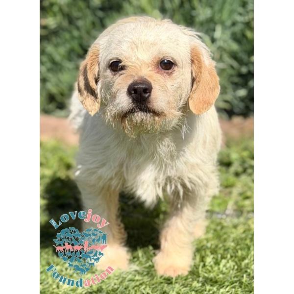 Bobby, a ADOPTABLE mixed breed in Inglewood, CA image 3/4