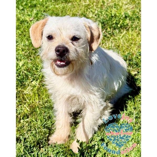 Bobby, a ADOPTABLE mixed breed in Inglewood, CA image 2/4