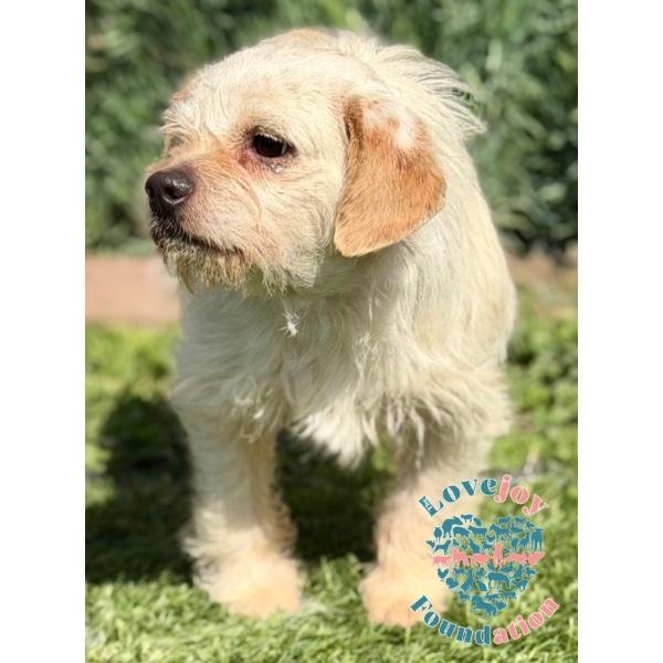 Bobby, a ADOPTABLE mixed breed in Inglewood, CA image 4/4
