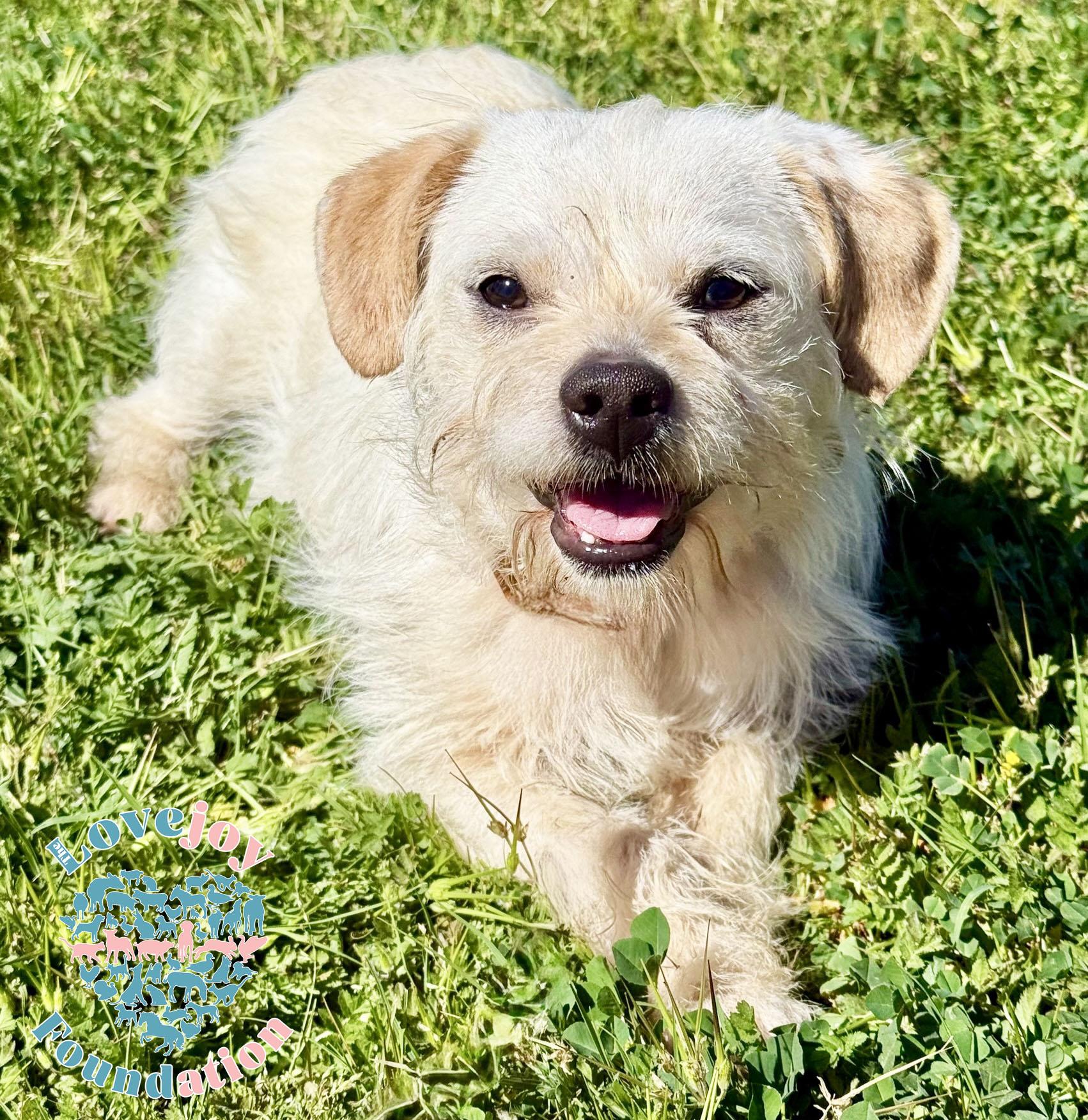 Bobby, ADOPTABLE, Young Male Terrier.