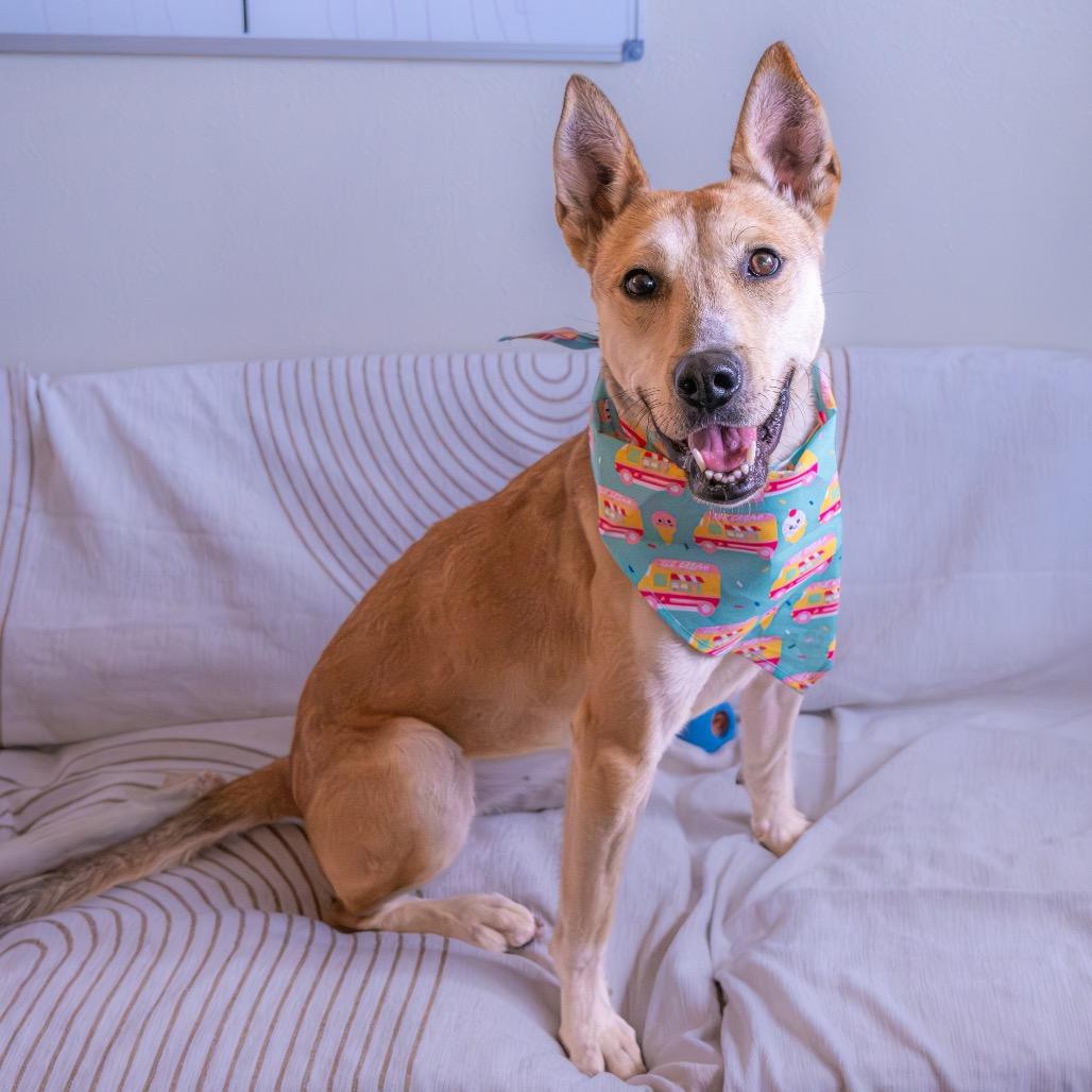 Jessie, Adoptable, Adult Female Shepherd & Husky.