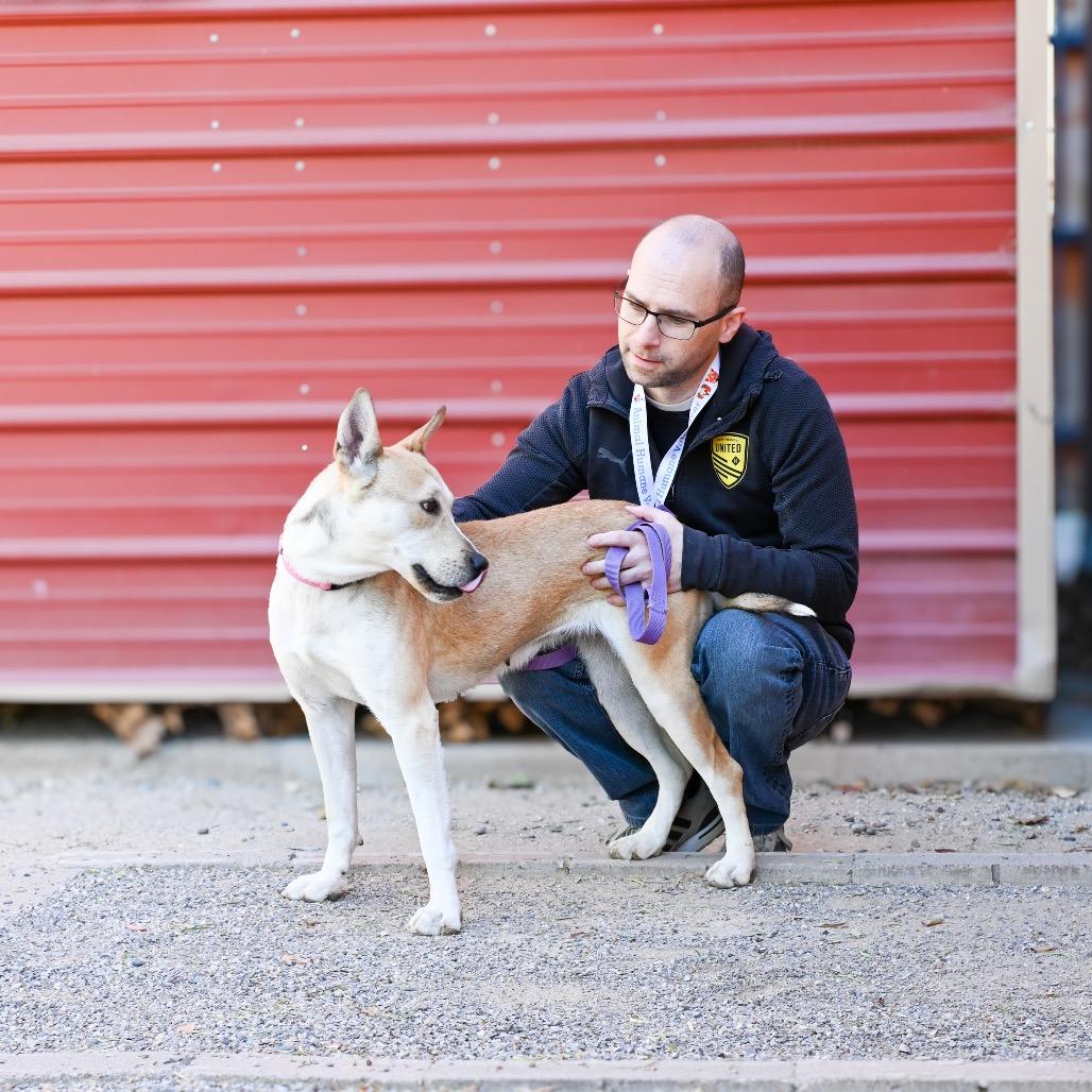 Jessie, Adoptable, Adult Female Shepherd & Husky.