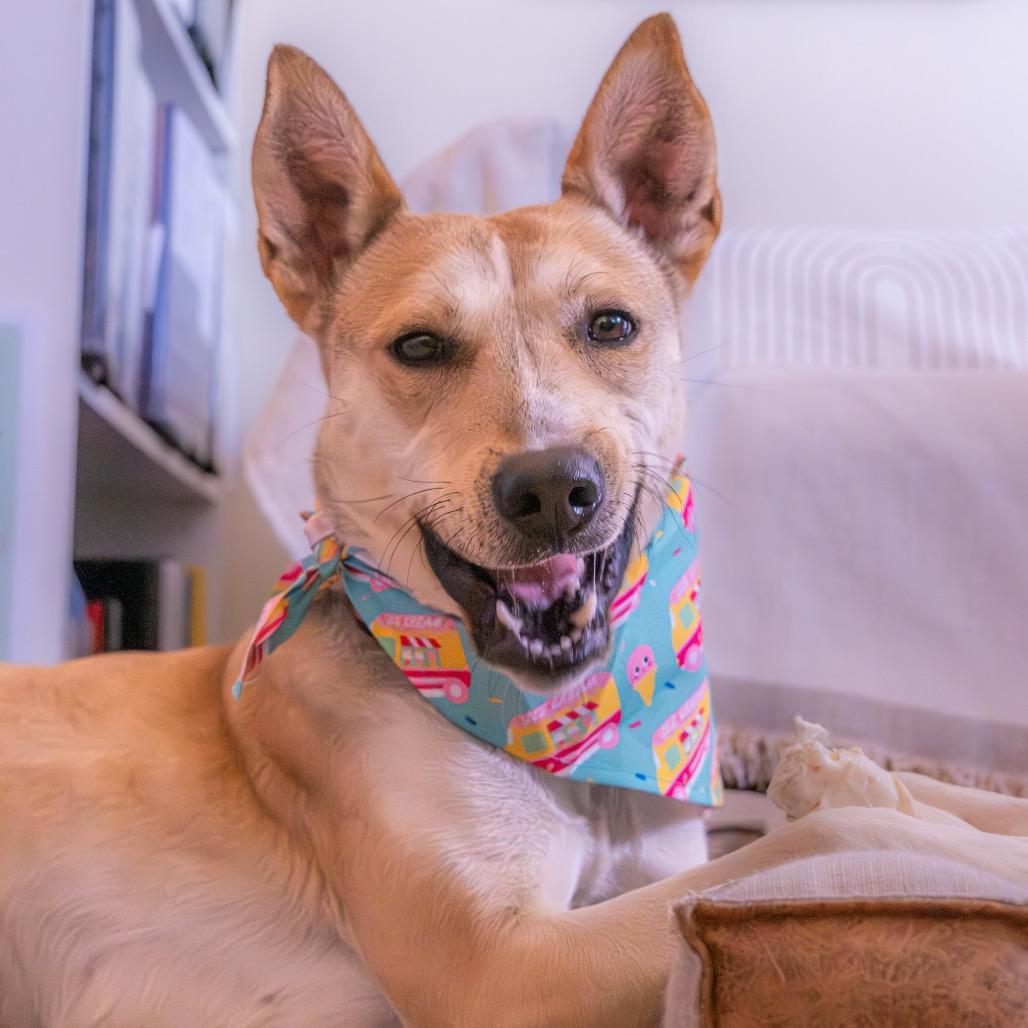 Enlarge Jessie, a Adoptable mixed breed in Albuquerque, NM image 3/6