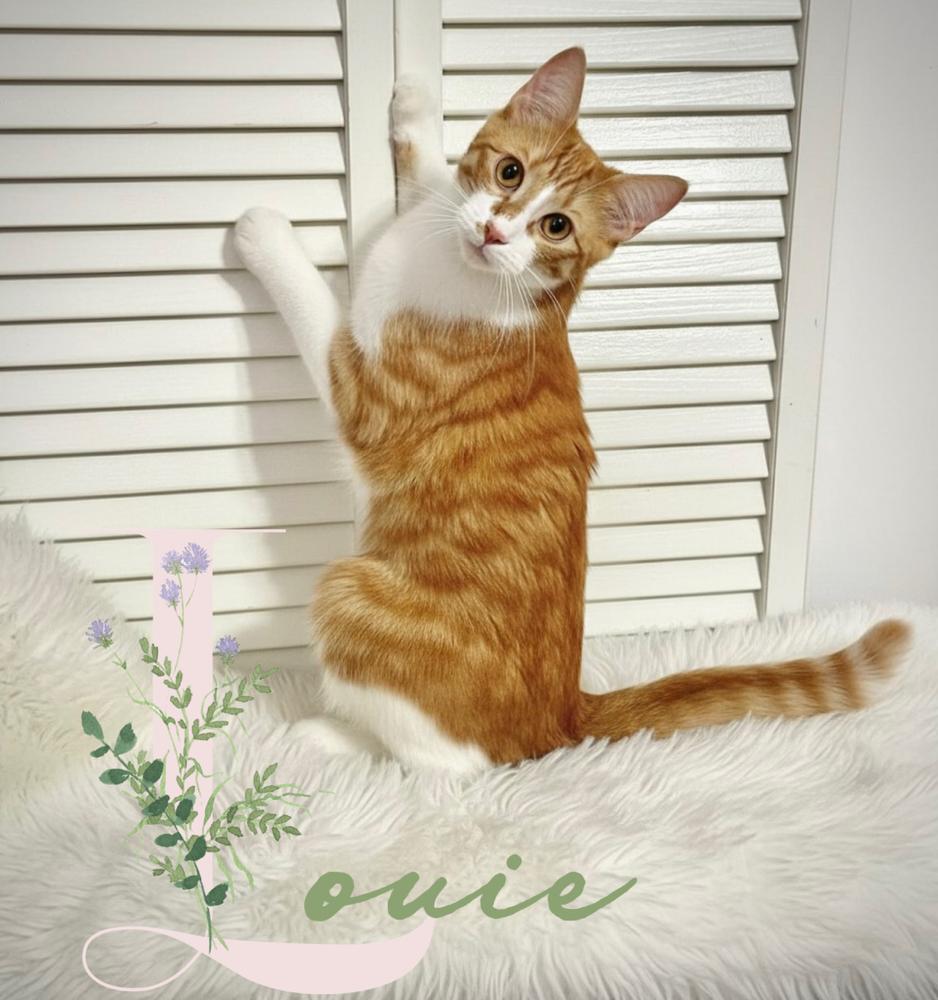 Enlarge Leo and Louie, a Adoptable Domestic Short Hair in Fort Lauderdale, FL image 3/4