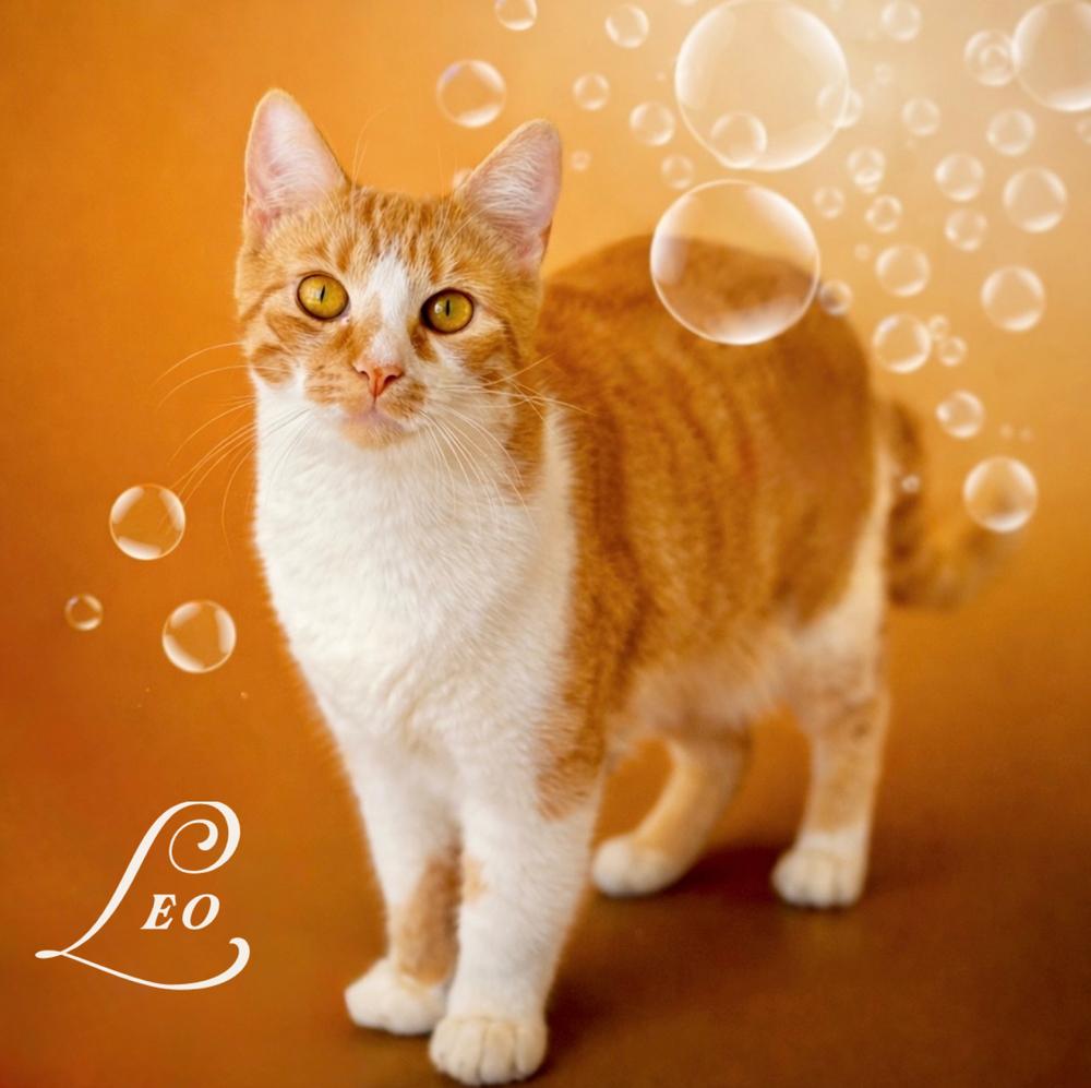 Enlarge Leo and Louie, a Adoptable Domestic Short Hair in Fort Lauderdale, FL image 1/4