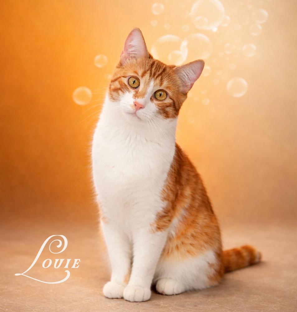 Enlarge Leo and Louie, a Adoptable Domestic Short Hair in Fort Lauderdale, FL image 2/4