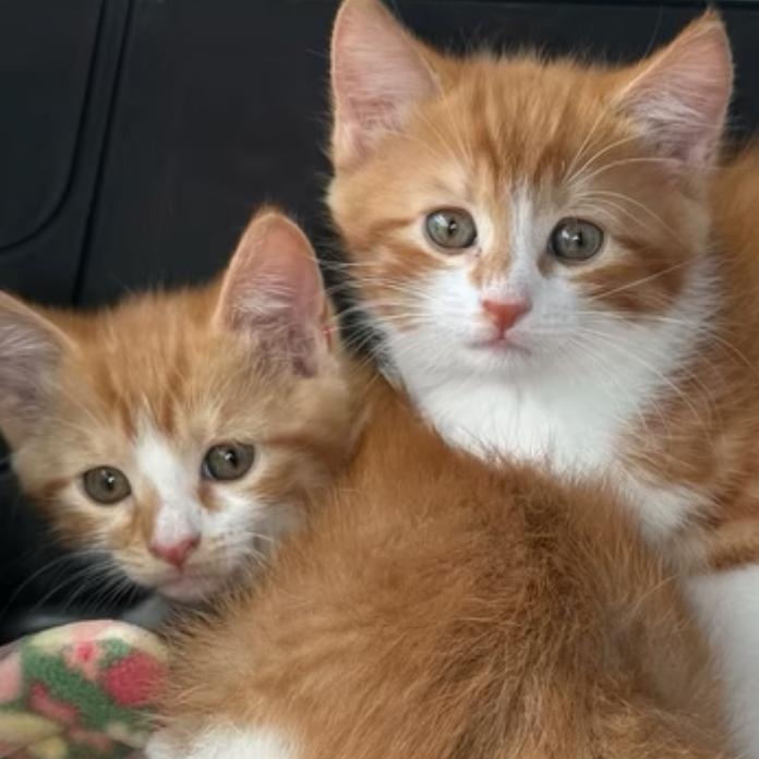 Leo and Louie — thumbnail 3