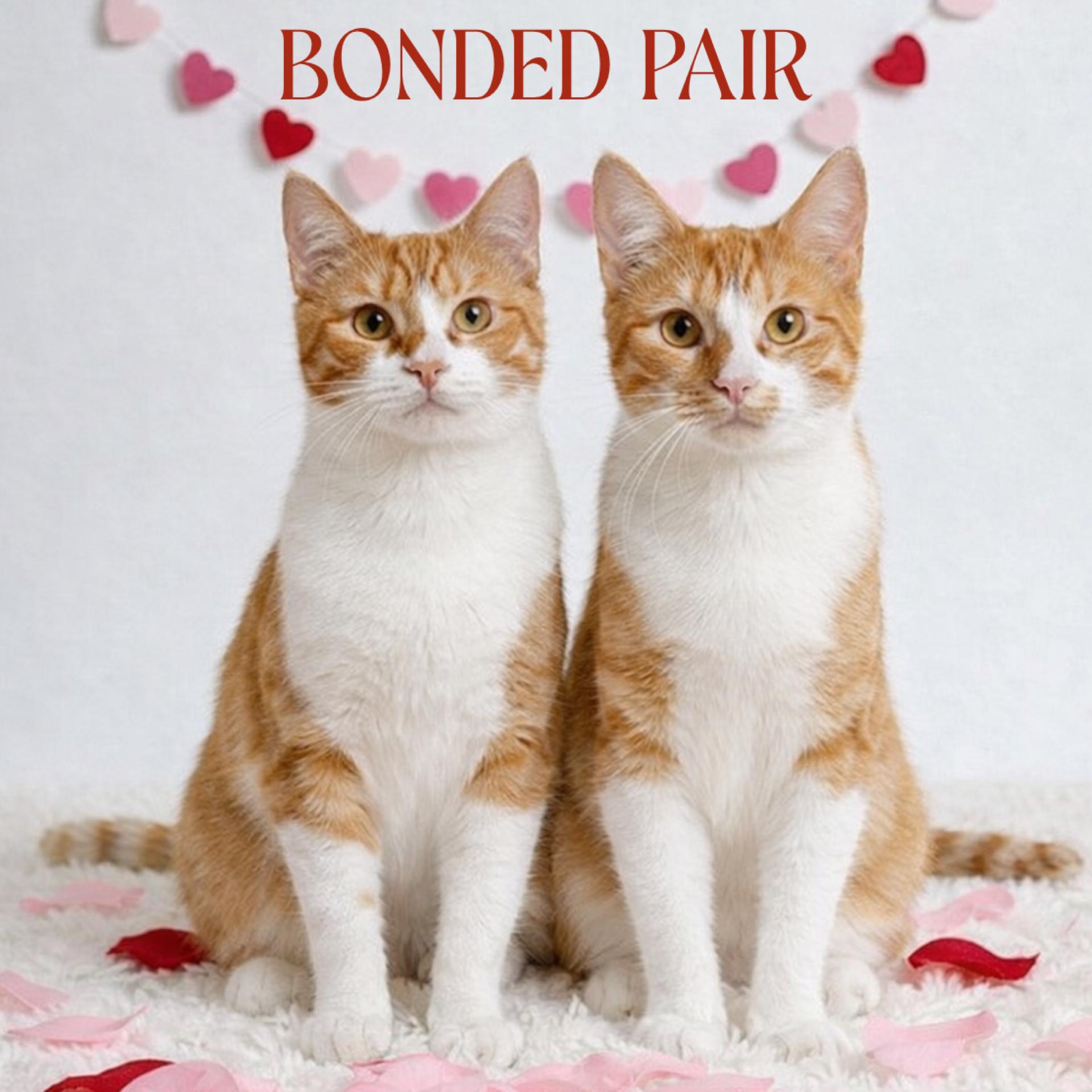 Enlarge Leo and Louie, a Adoptable Domestic Short Hair in Fort Lauderdale, FL image 1/4