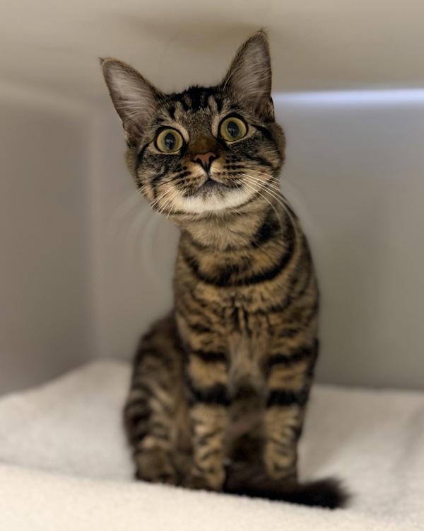 Clover, Adoptable, Adult Female Domestic Medium Hair.