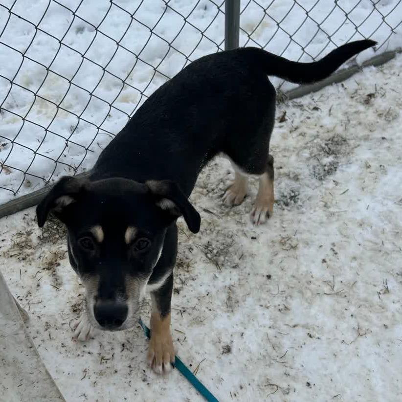 Enlarge Penny, a Adoptable mixed breed in Columbia Station, OH image 1/5