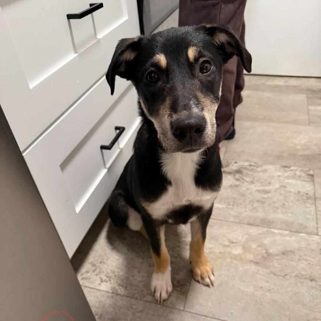 Enlarge Penny, a Adoptable mixed breed in Columbia Station, OH image 3/5