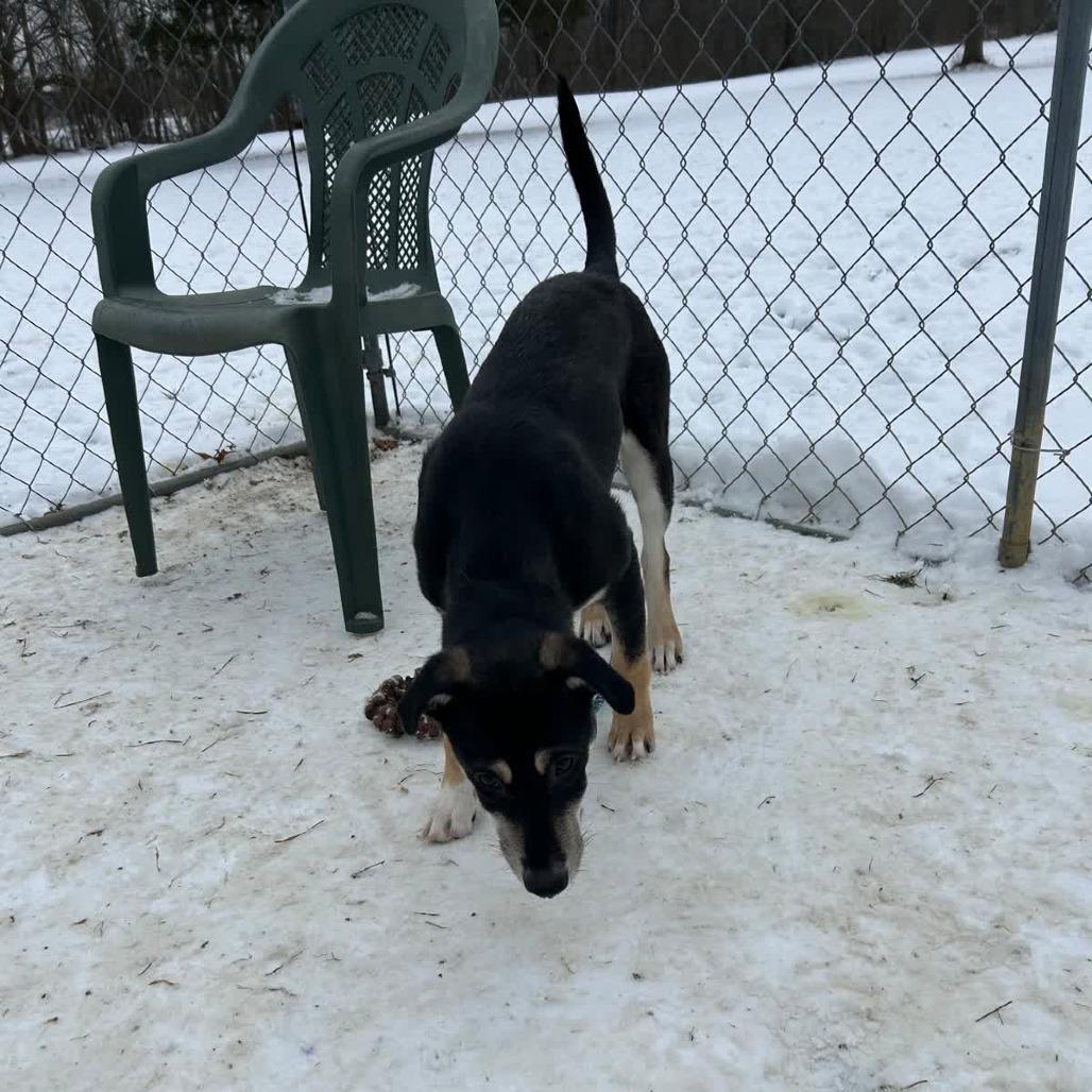 Enlarge Penny, a Adoptable mixed breed in Columbia Station, OH image 5/5