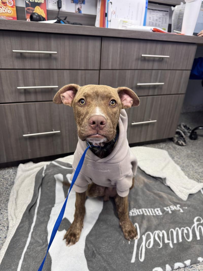 Cinnamon, Adoptable, Adult Male Mixed Breed.