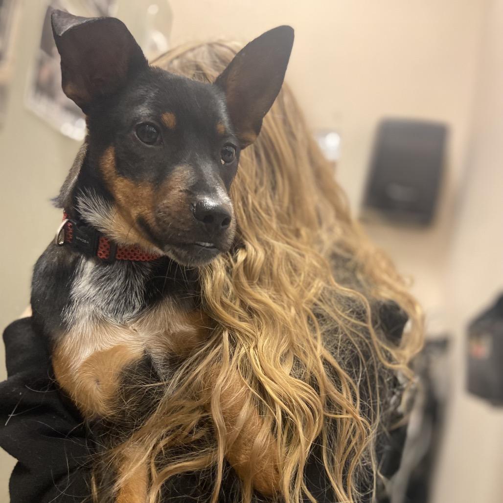 Enlarge Jack, a Adoptable mixed breed in Falls Church, VA image 3/4