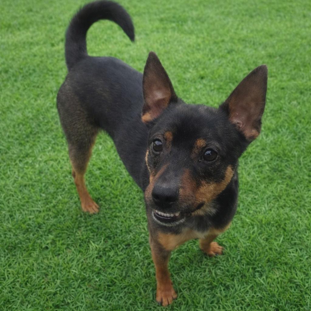 Enlarge Jack, a Adoptable mixed breed in Falls Church, VA image 1/4