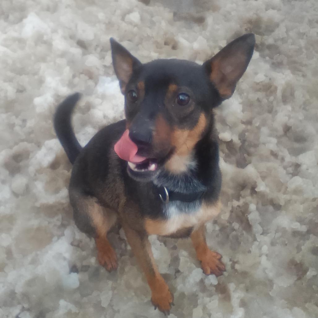 Enlarge Jack, a Adoptable mixed breed in Falls Church, VA image 2/4
