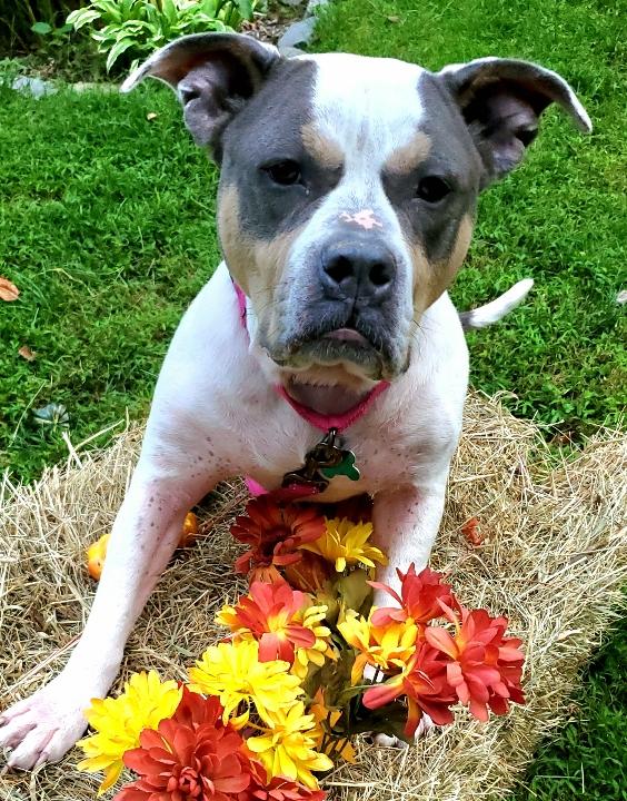 Phyllis, a Adoptable mixed breed in Warren, NJ image 2/5