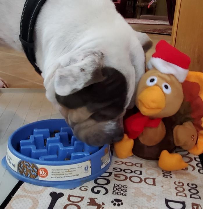 Phyllis, Adoptable, Adult Female Terrier & Bulldog.