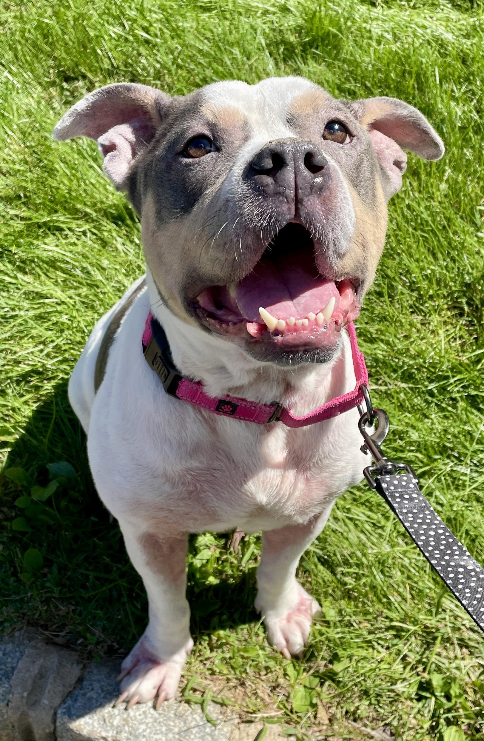 Phyllis, a Adoptable mixed breed in Warren, NJ image 3/5