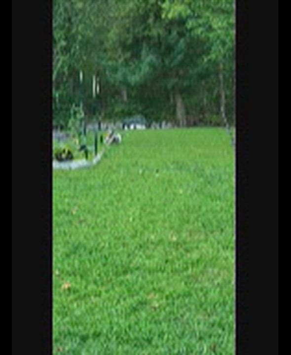 Enlarge Phyllis, a Adoptable mixed breed in Warren, NJ video 5/5