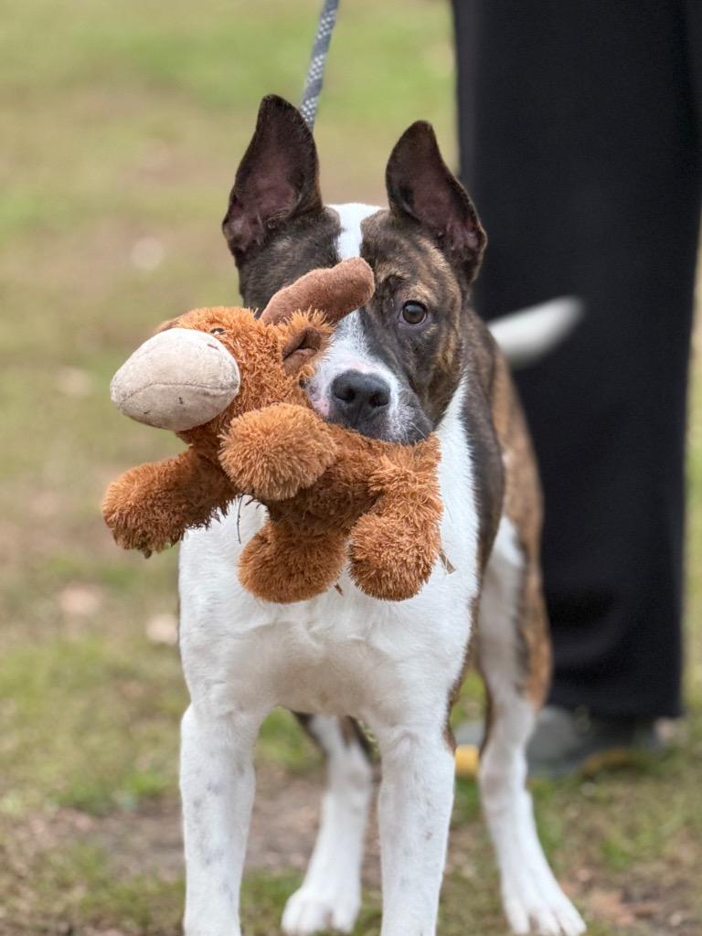 Coralee, Adoptable, Adult Female Mixed Breed.