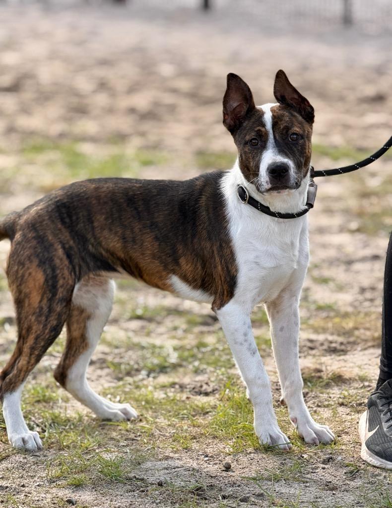 Enlarge Coralee, a Adoptable Mixed Breed in Muskegon, MI image 4/6