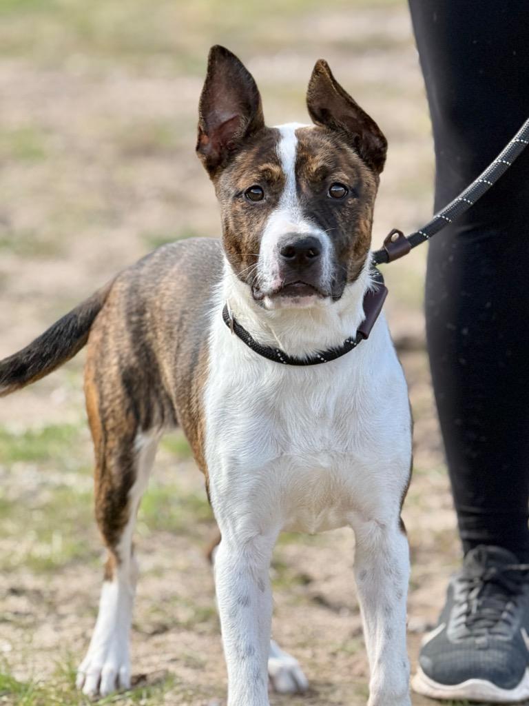 Enlarge Coralee, a Adoptable Mixed Breed in Muskegon, MI image 5/6