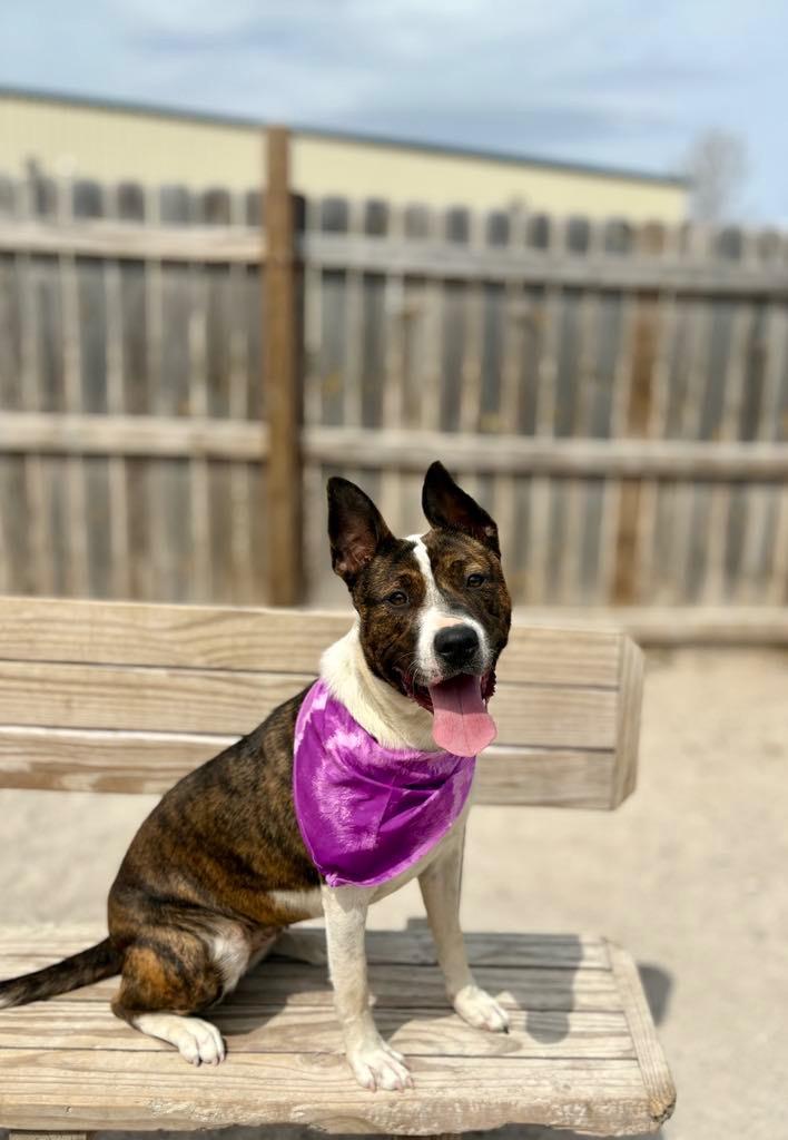 Enlarge Coralee, a Adoptable Mixed Breed in Muskegon, MI image 6/6