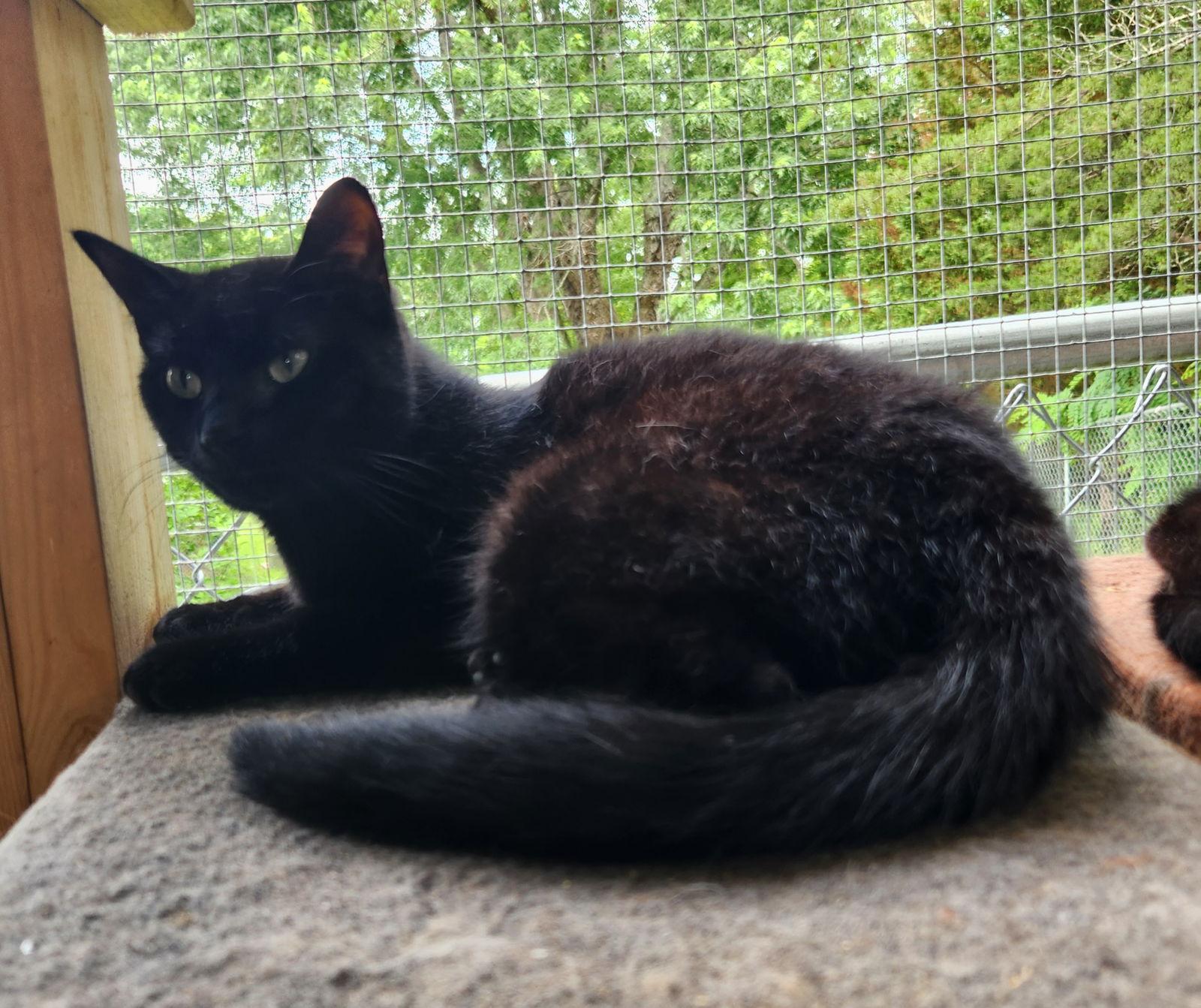 Barry, a Adoptable Domestic Short Hair in Crossville, TN image 1/3