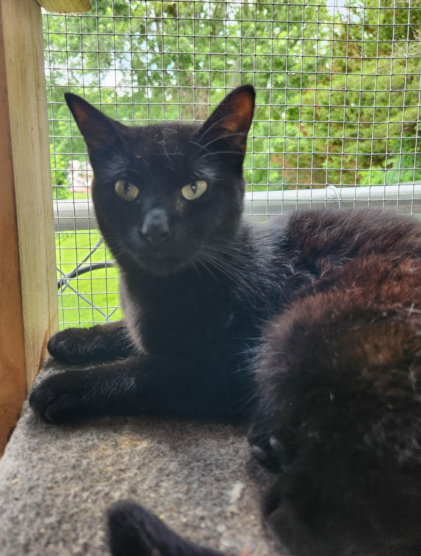 Barry, a Adoptable Domestic Short Hair in Crossville, TN image 2/3