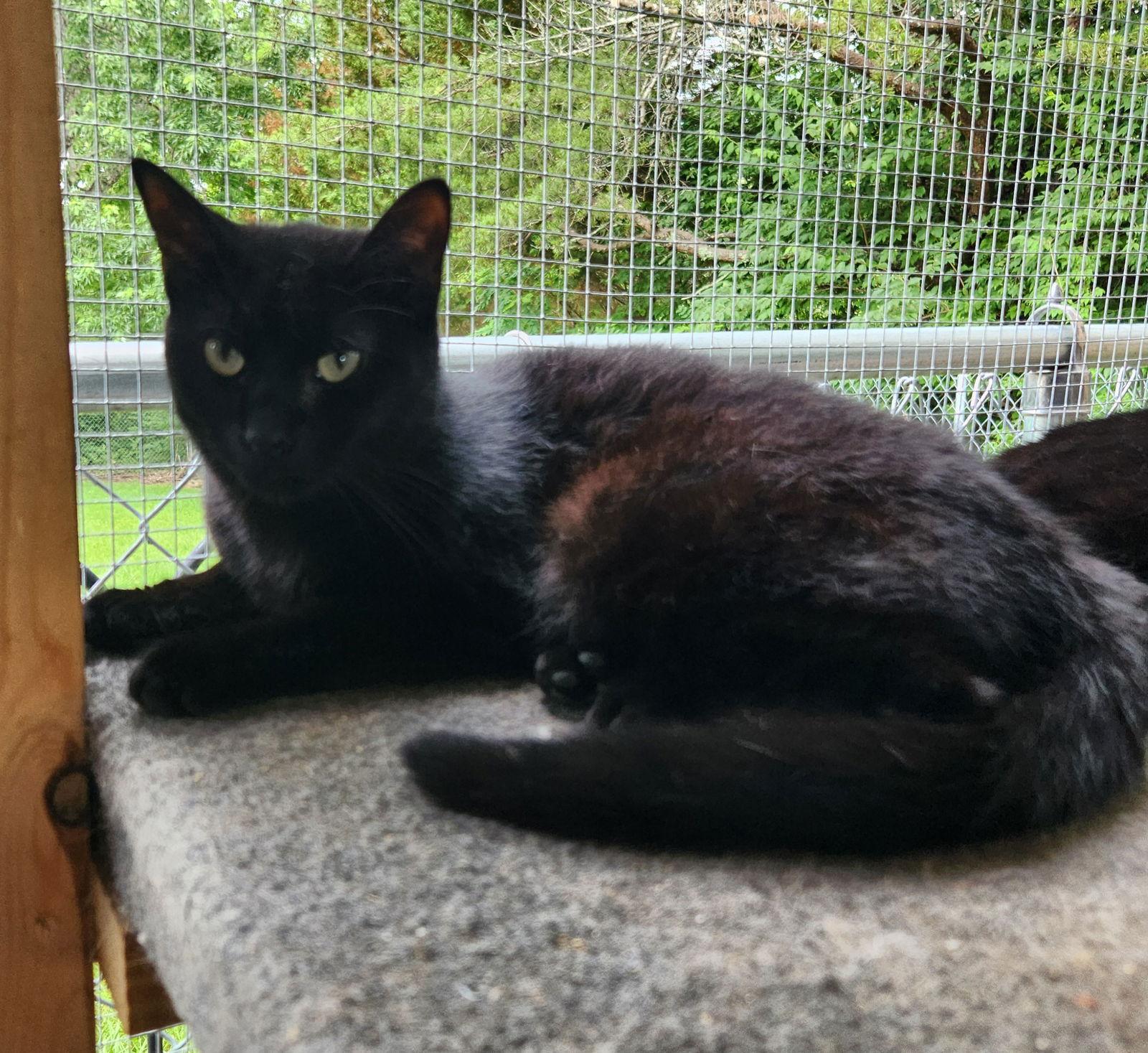 Barry, a Adoptable Domestic Short Hair in Crossville, TN image 3/3