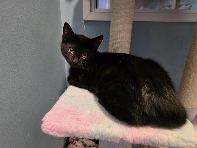 Enlarge OBSIDIAN, a Adoptable Domestic Short Hair in Santa Clara, CA image 1/1