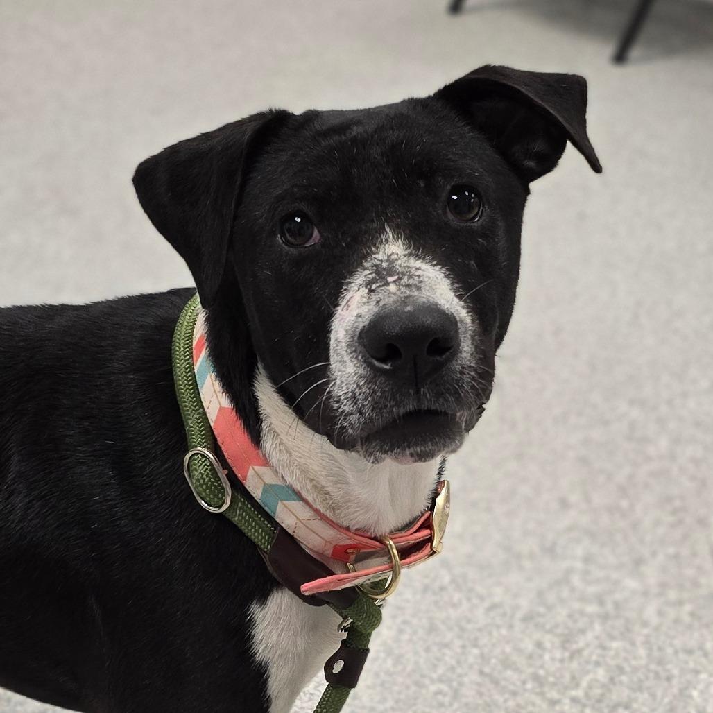 Remy, Adoptable, Young Female Hound & Mixed Breed.