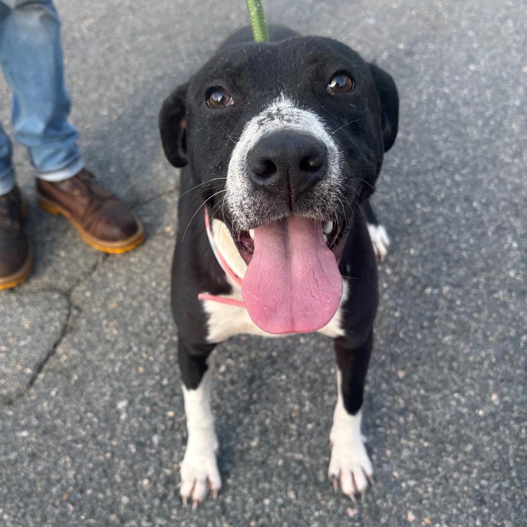 Enlarge Remy, a Adoptable mixed breed in East Hanover, NJ image 2/5