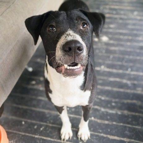 Enlarge Remy, a Adoptable mixed breed in East Hanover, NJ image 3/5