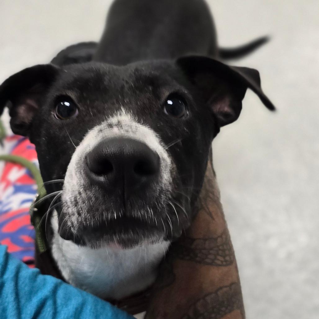 Enlarge Remy, a Adoptable mixed breed in East Hanover, NJ image 4/5