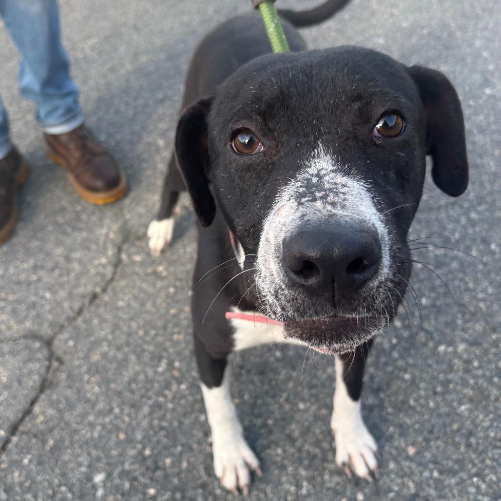 Enlarge Remy, a Adoptable mixed breed in East Hanover, NJ image 5/5