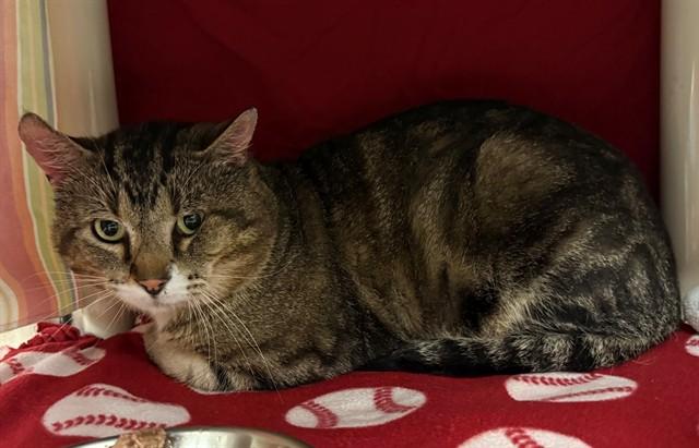 BUDD, Adoptable, Adult Male Domestic Short Hair.